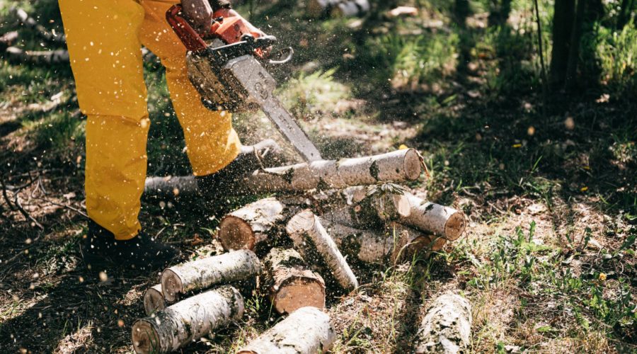 Was ist nachhaltige Forstwirtschaft?